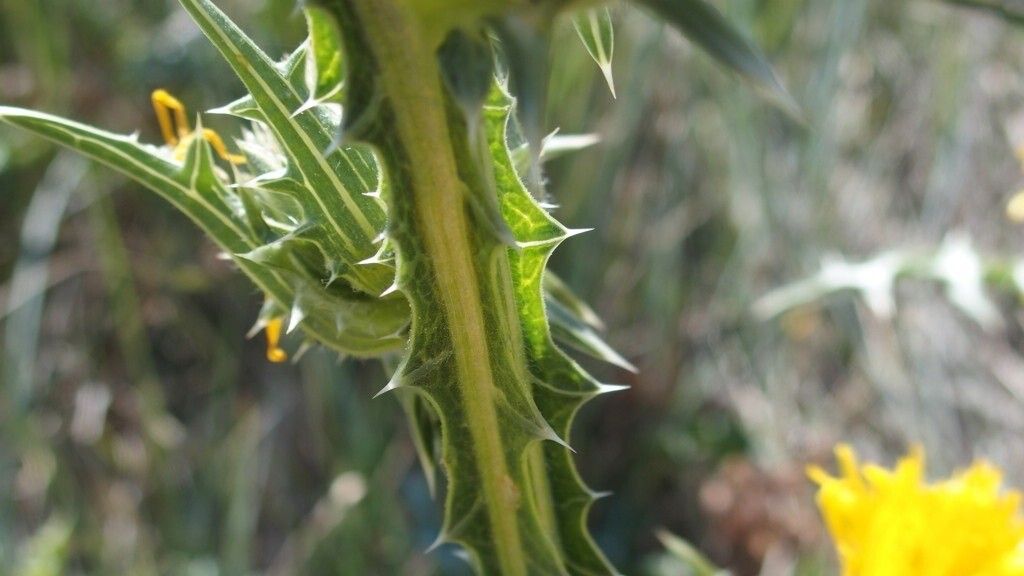 Scolymus grandiflorus bark