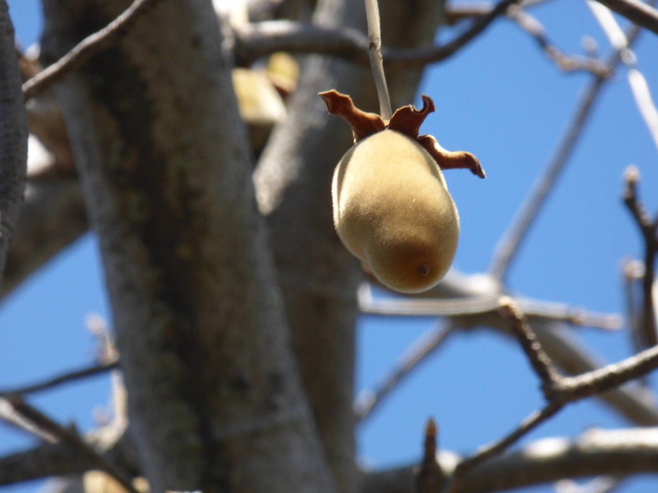 Adansonia digitata fruit