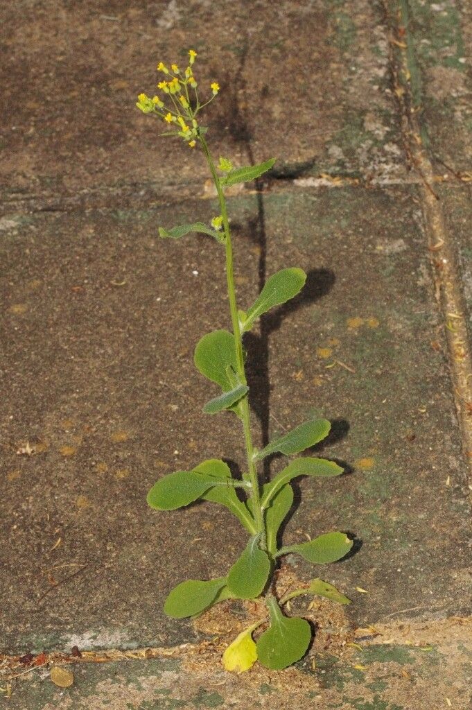 Emilia abyssinica habit