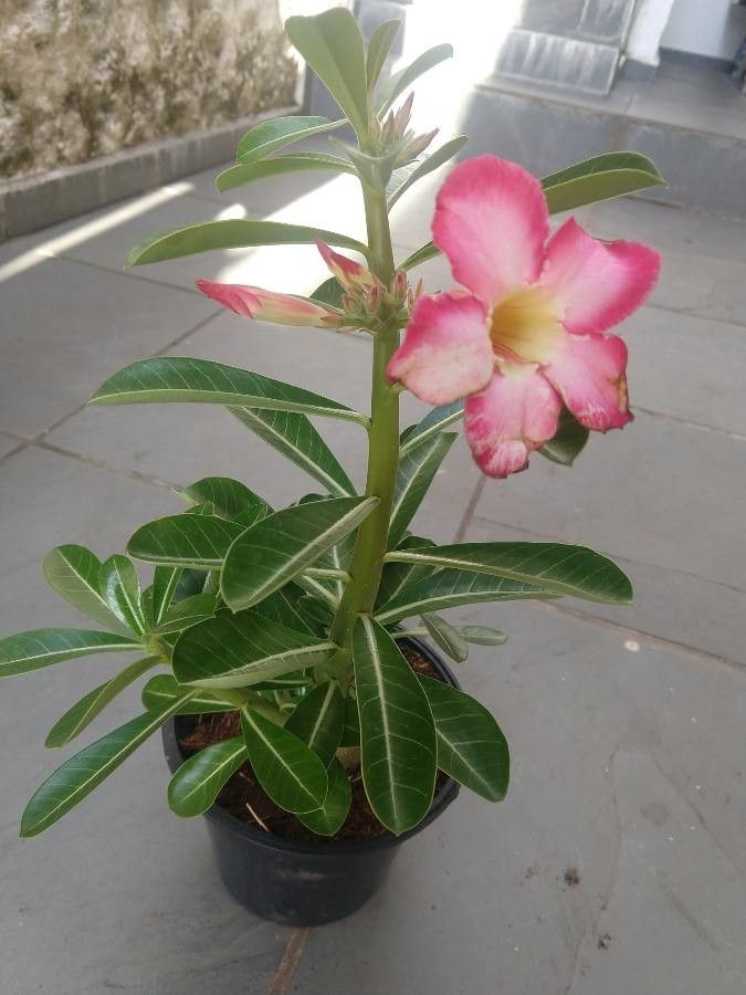 Adenium multiflorum flower