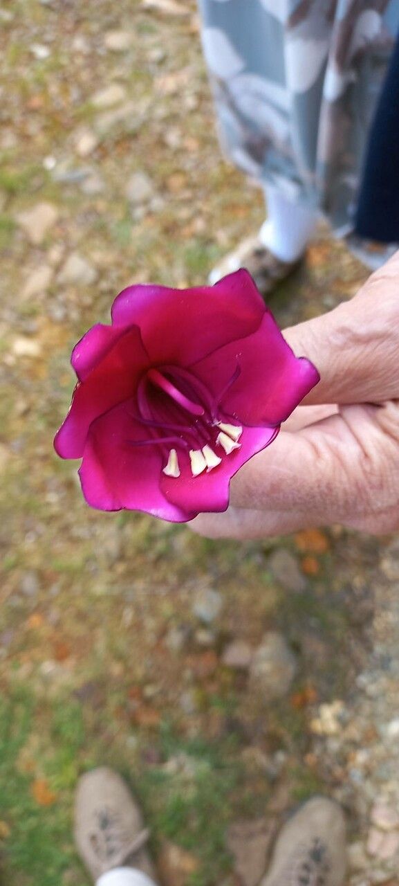 Meriania macrophylla flower