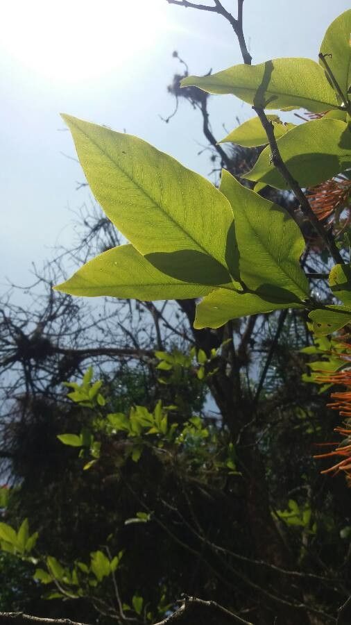 Psittacanthus rhynchanthus — houseplant care guide