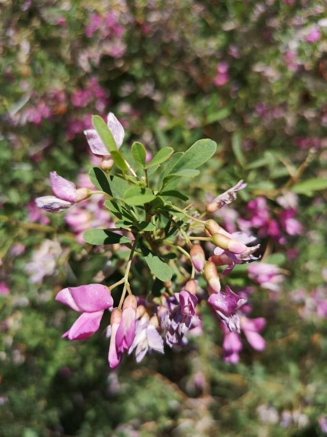 Caragana halodendron flower