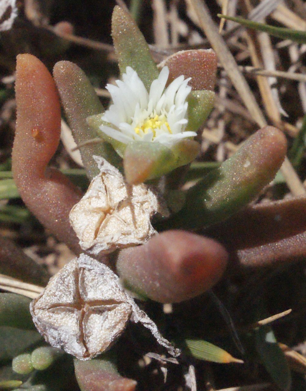 Delosperma napiforme fruit