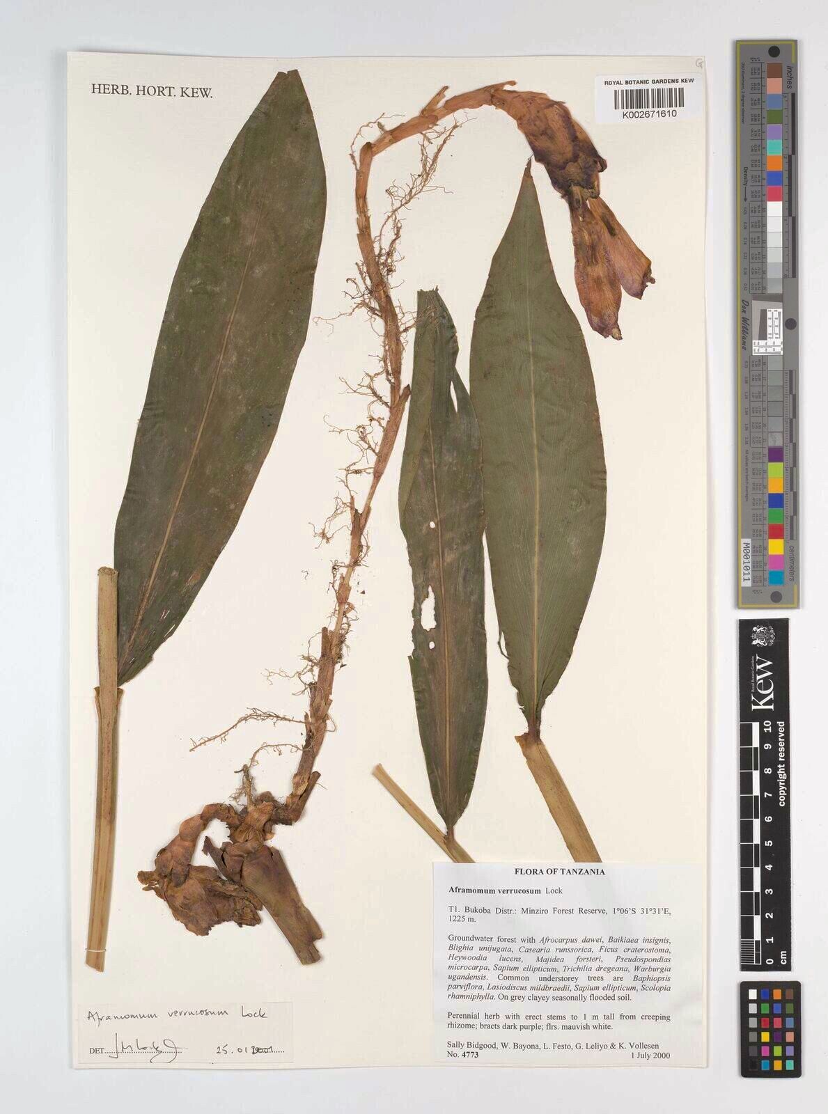 Aframomum verrucosum — houseplant care guide