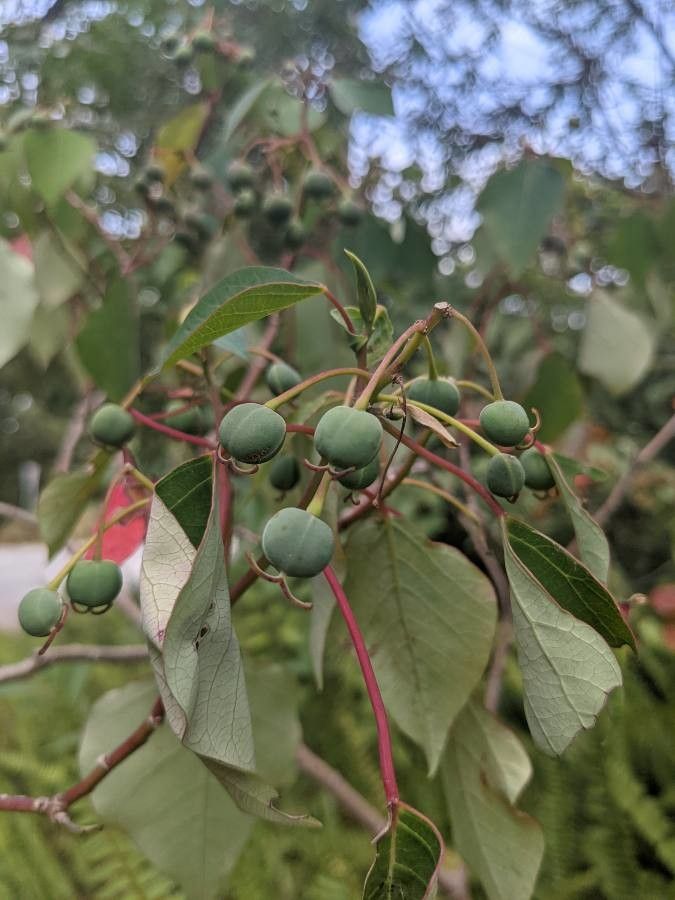 Homalanthus populifolius fruit