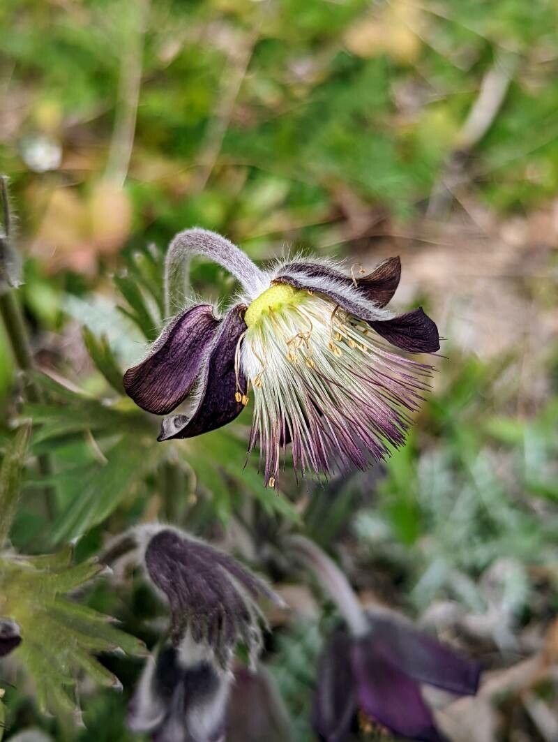 Pulsatilla pratensis fruit