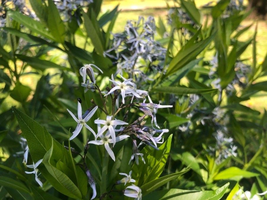 Amsonia orientalis flower