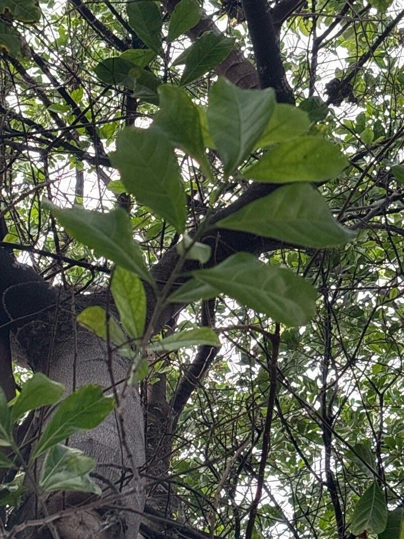 Ficus fraseri — houseplant care guide