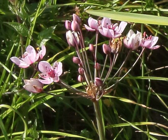 Butomus umbellatus flower