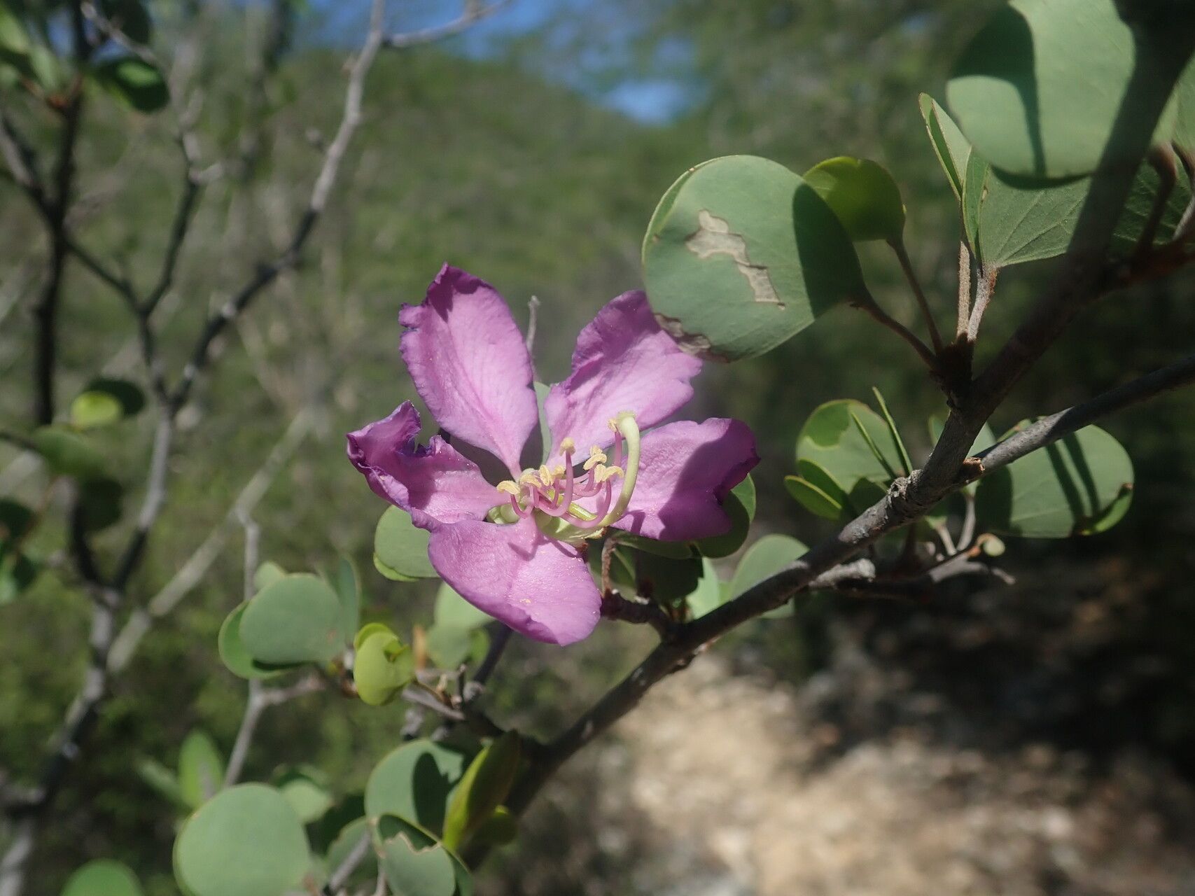 Bauhinia xerophyta flower