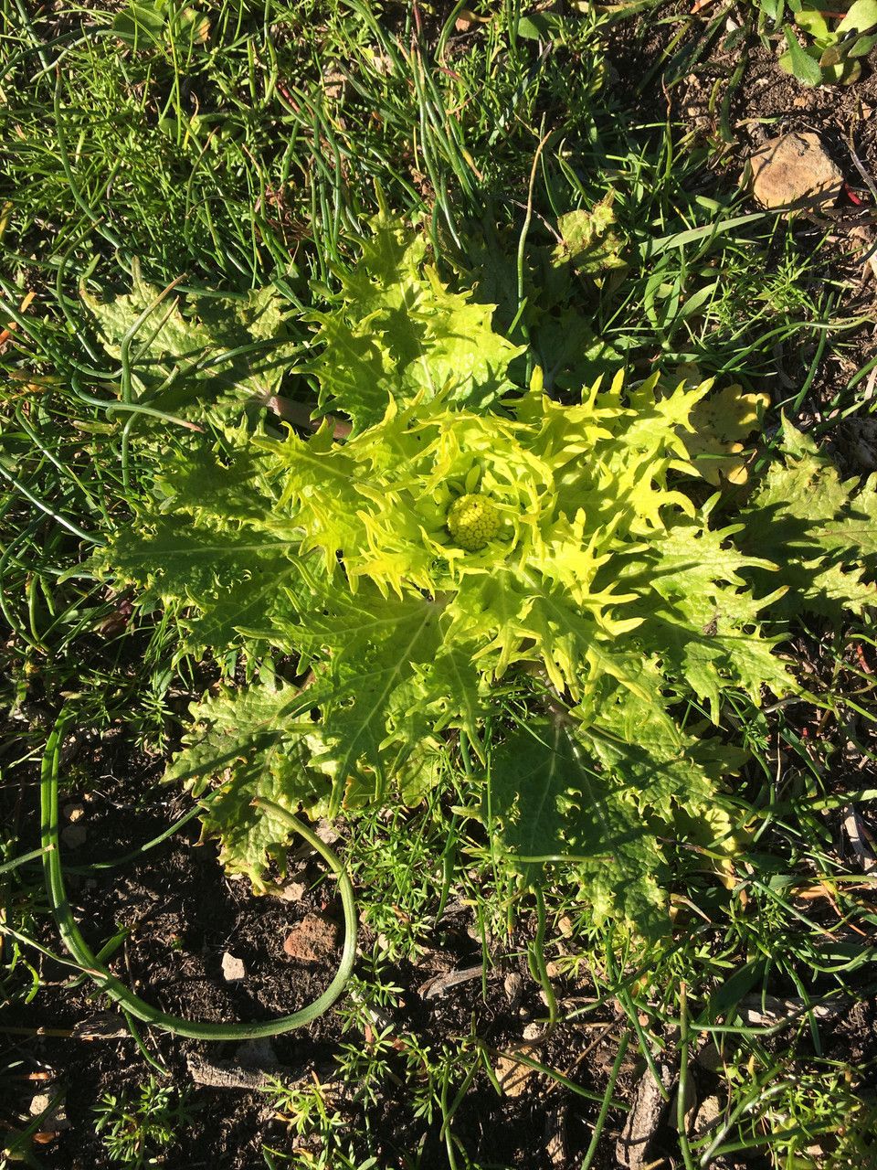 Sanicula arctopoides flower