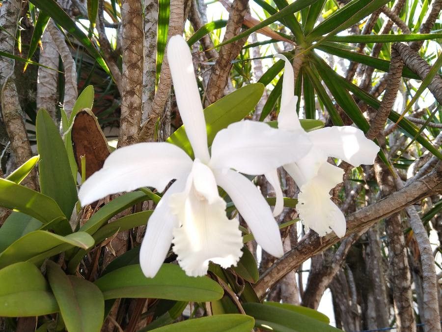 Cattleya lobata flower