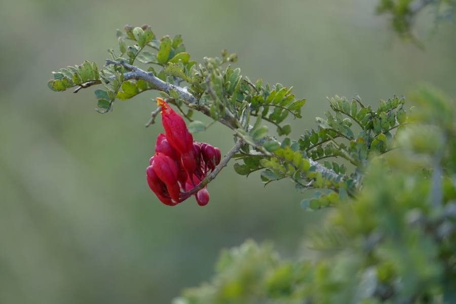 Schotia afra flower