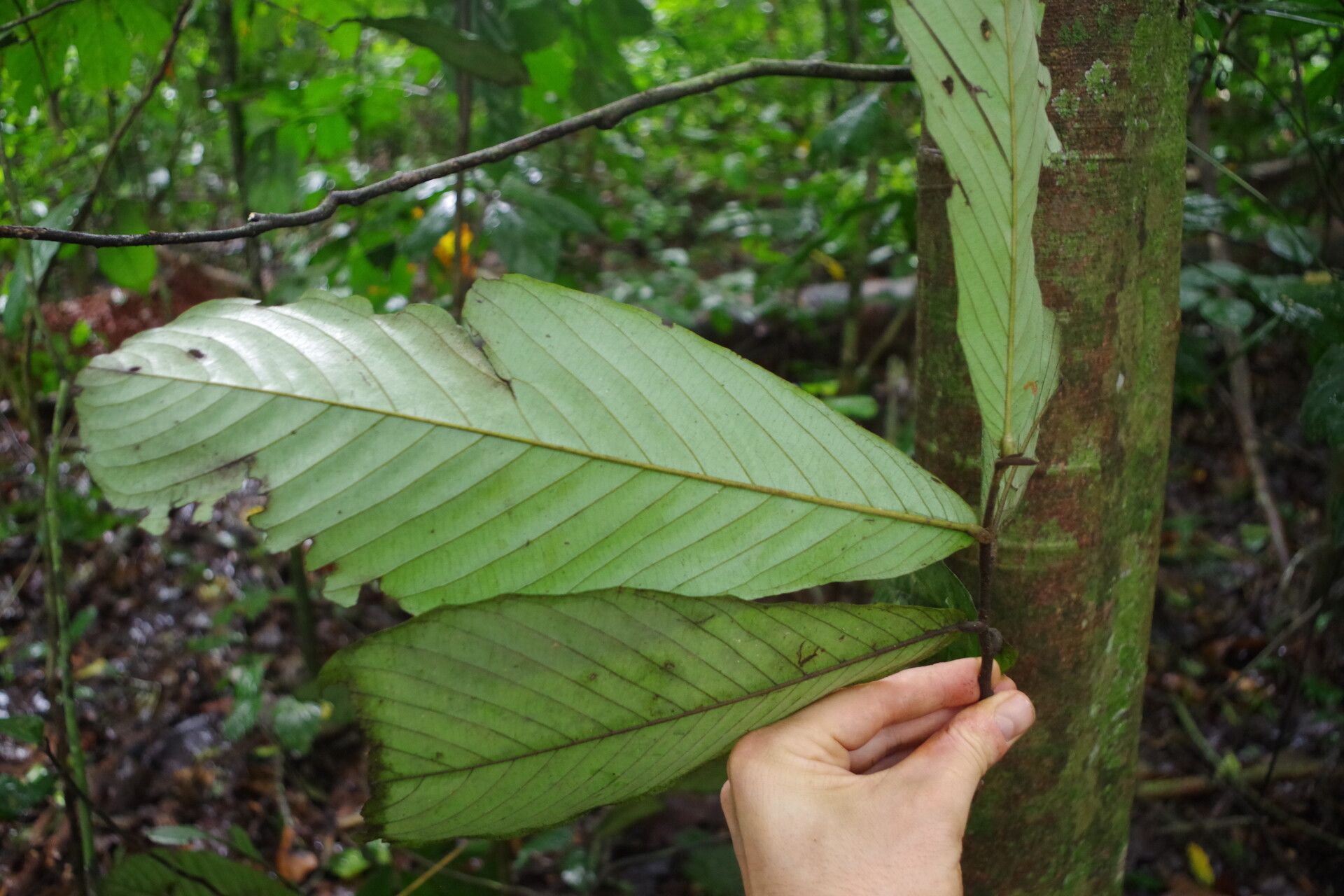 Piptostigma pilosum — houseplant care guide