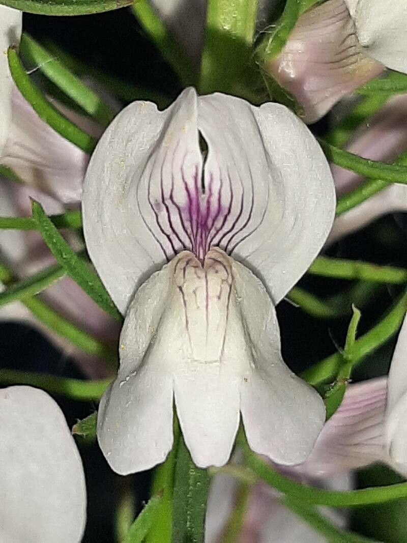 Misopates calycinum flower