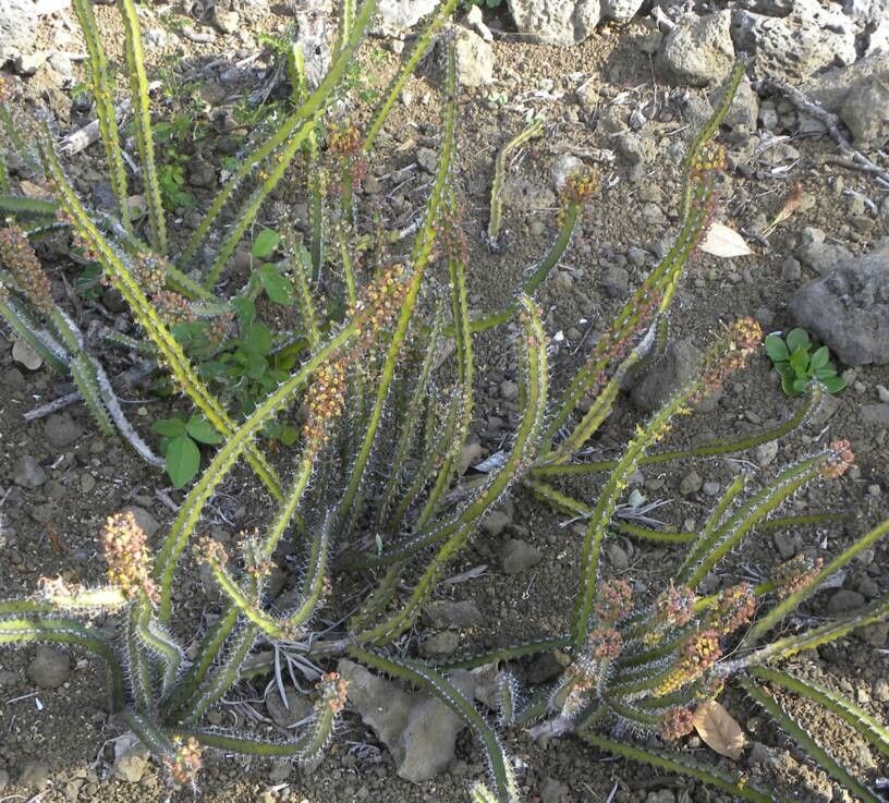 Euphorbia nigrispina — houseplant care guide