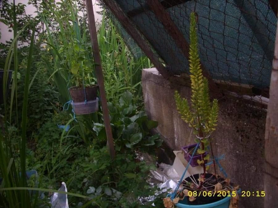 Umbilicus luteus flower