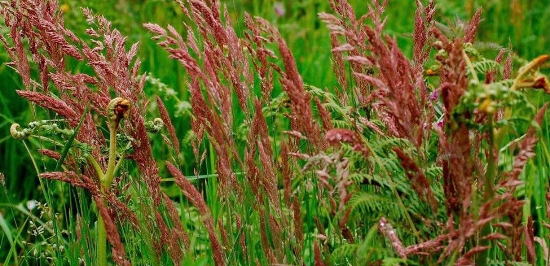 Festuca rubra flower