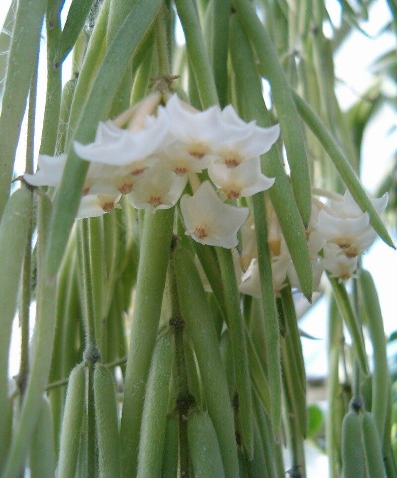 Hoya linearis flower