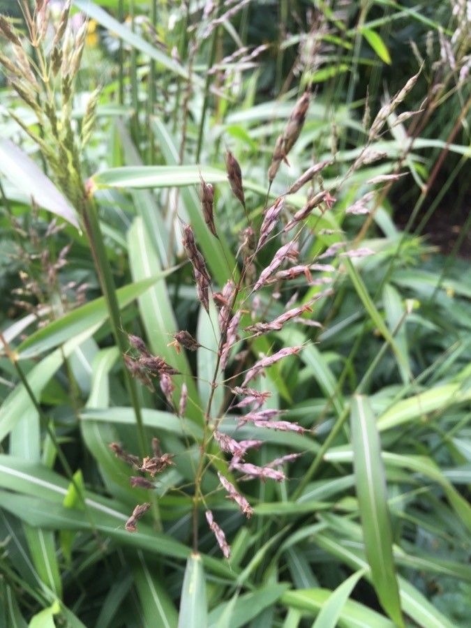 Spodiopogon sibiricus flower