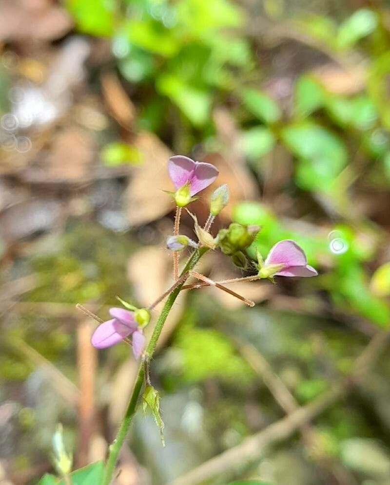Desmodium ciliare flower