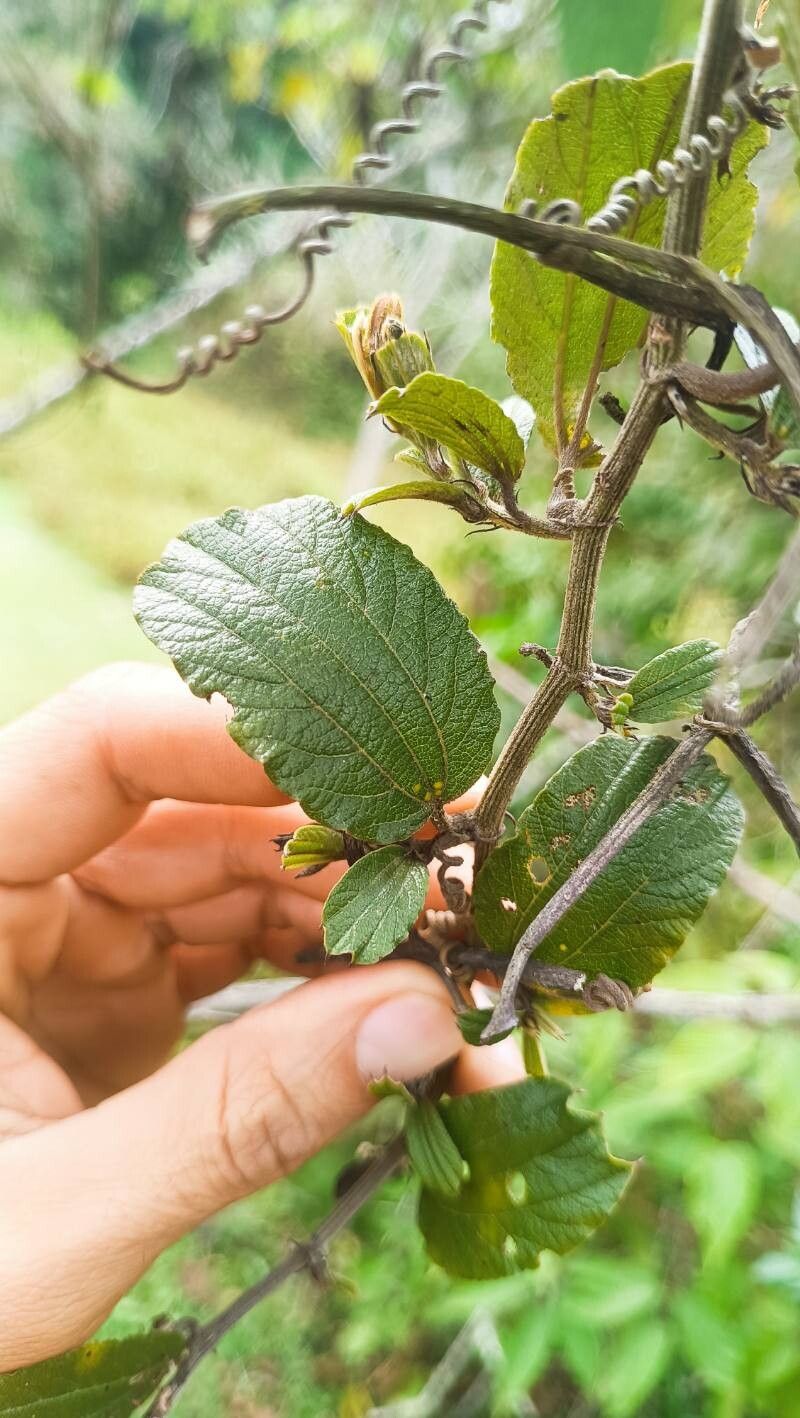 Passiflora kalbreyeri — houseplant care guide