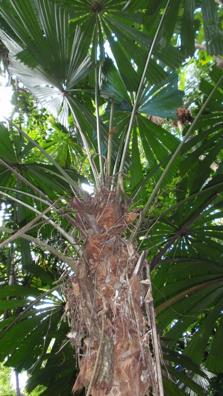 Licuala ramsayi bark