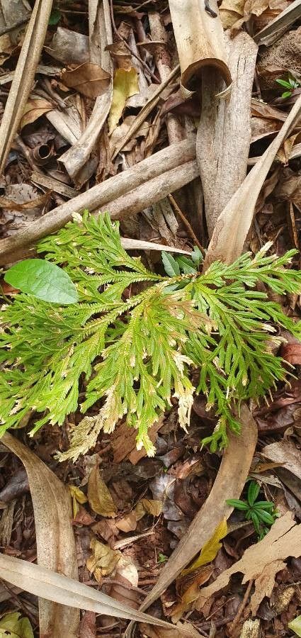 Selaginella distachya — houseplant care guide