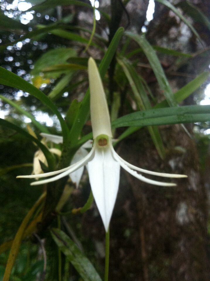 Jumellea punctata flower