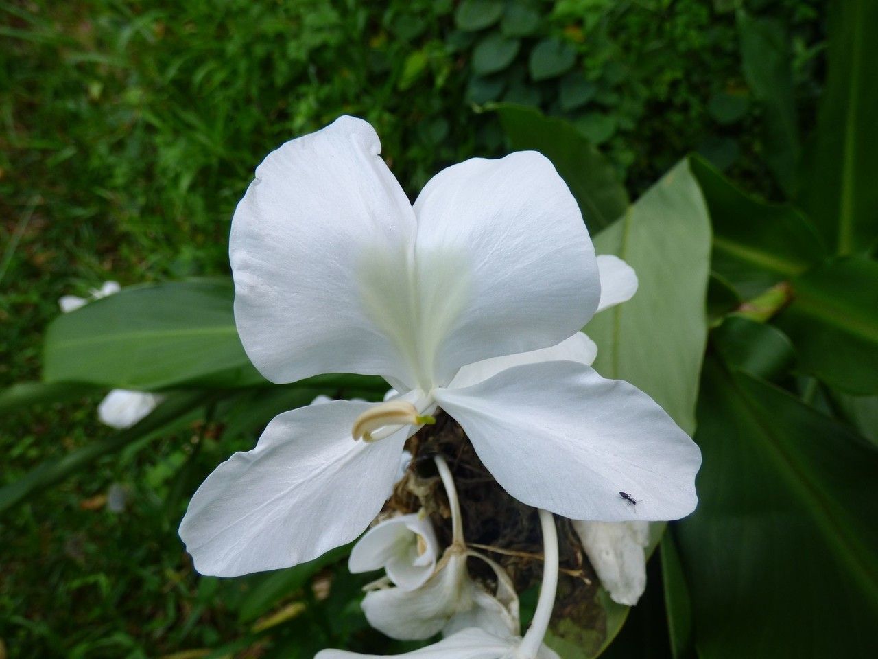 Hedychium coronarium flower