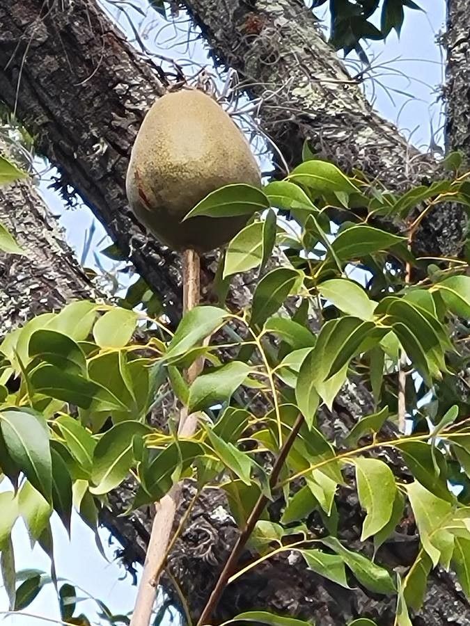 Swietenia mahagoni fruit