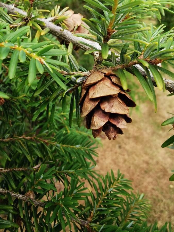Tsuga dumosa fruit