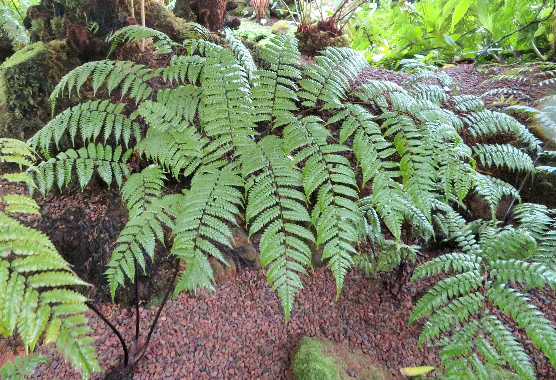 Gymnosphaera salvinii habit