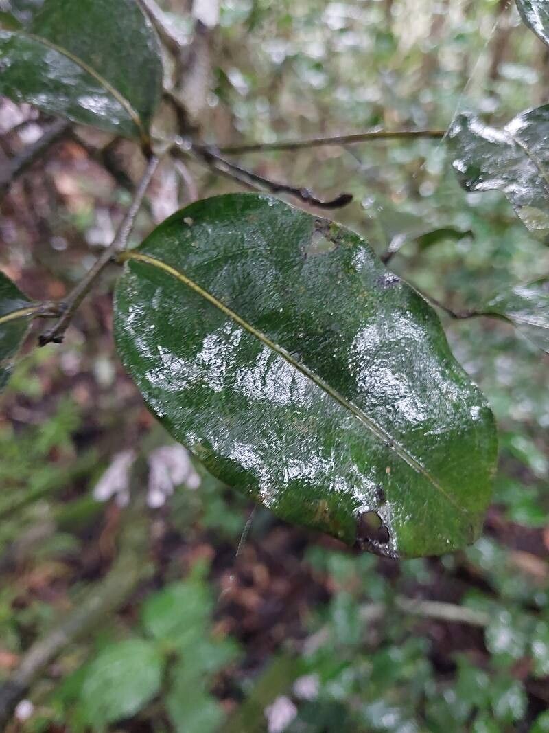 Diospyros gracilipes leaf
