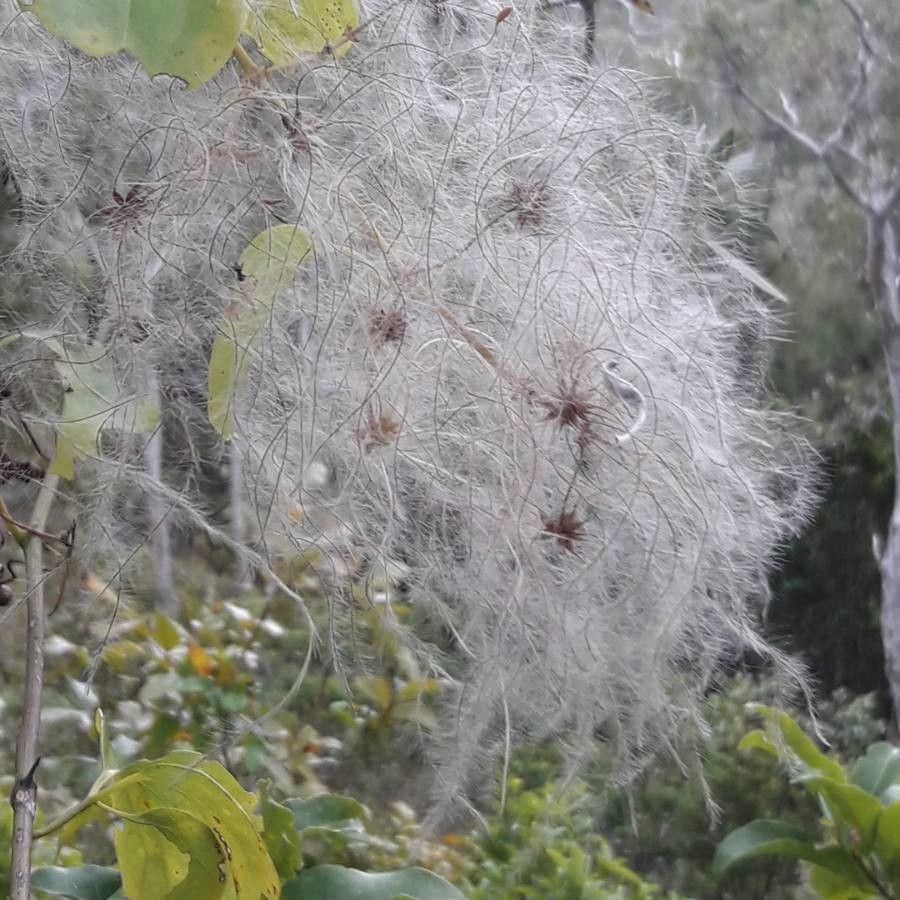 Clematis pickeringii fruit