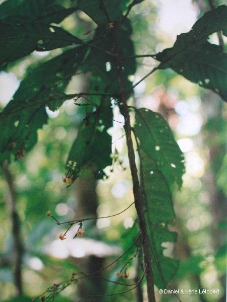 Atractocarpus longistipitatus fruit