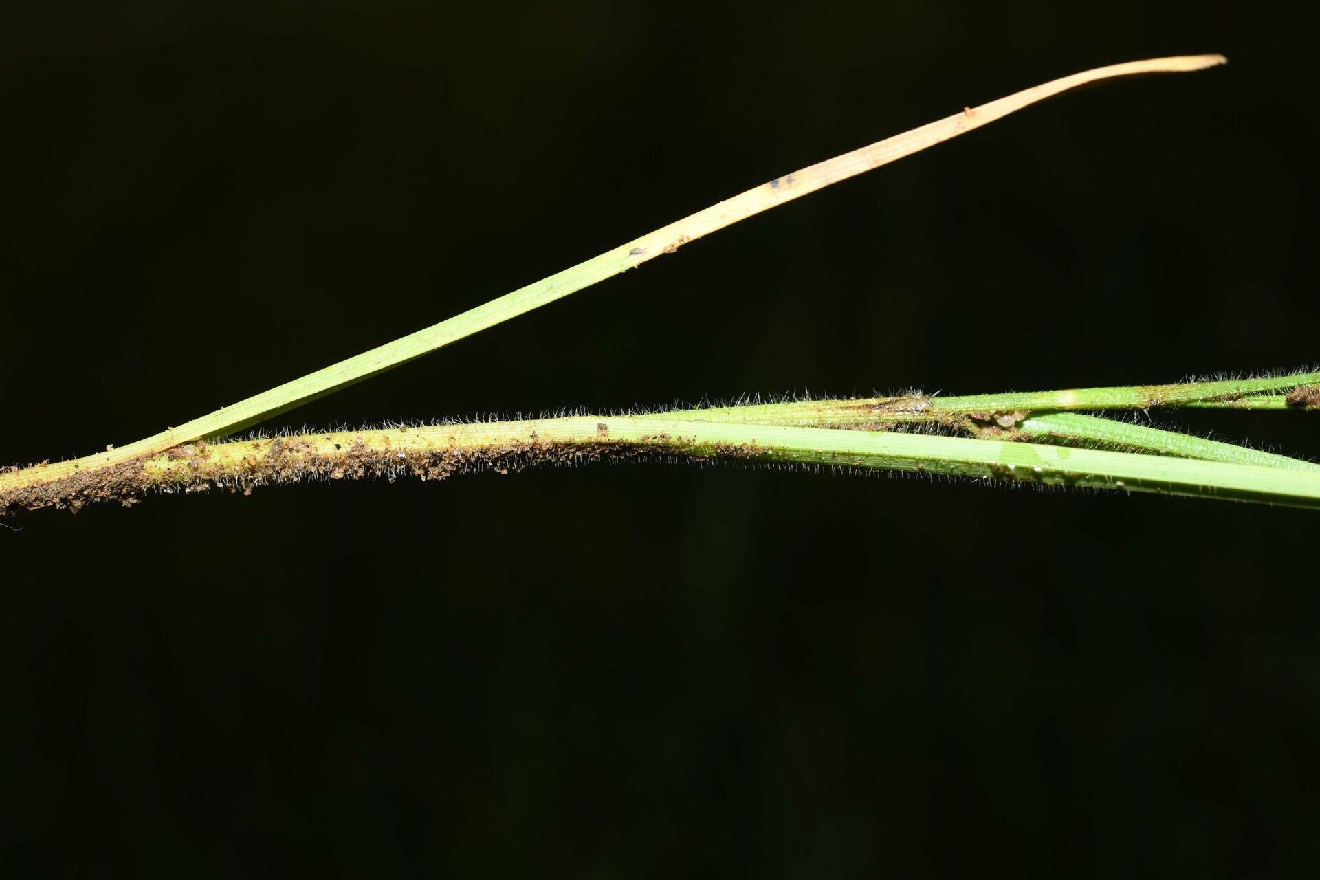 Rhynchospora divaricata bark