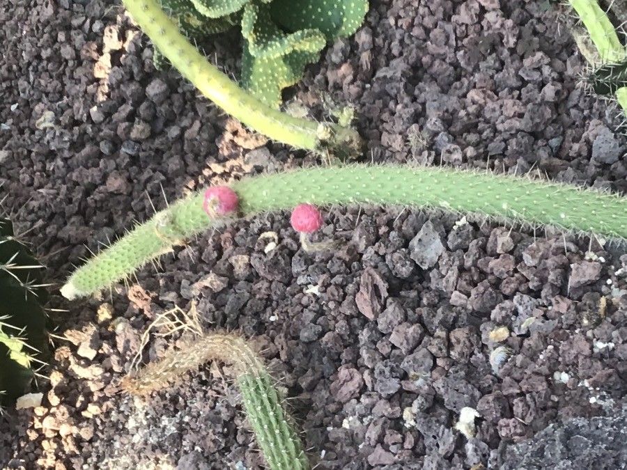 Cleistocactus palhuayensis — search result for 'Cleistocactus'