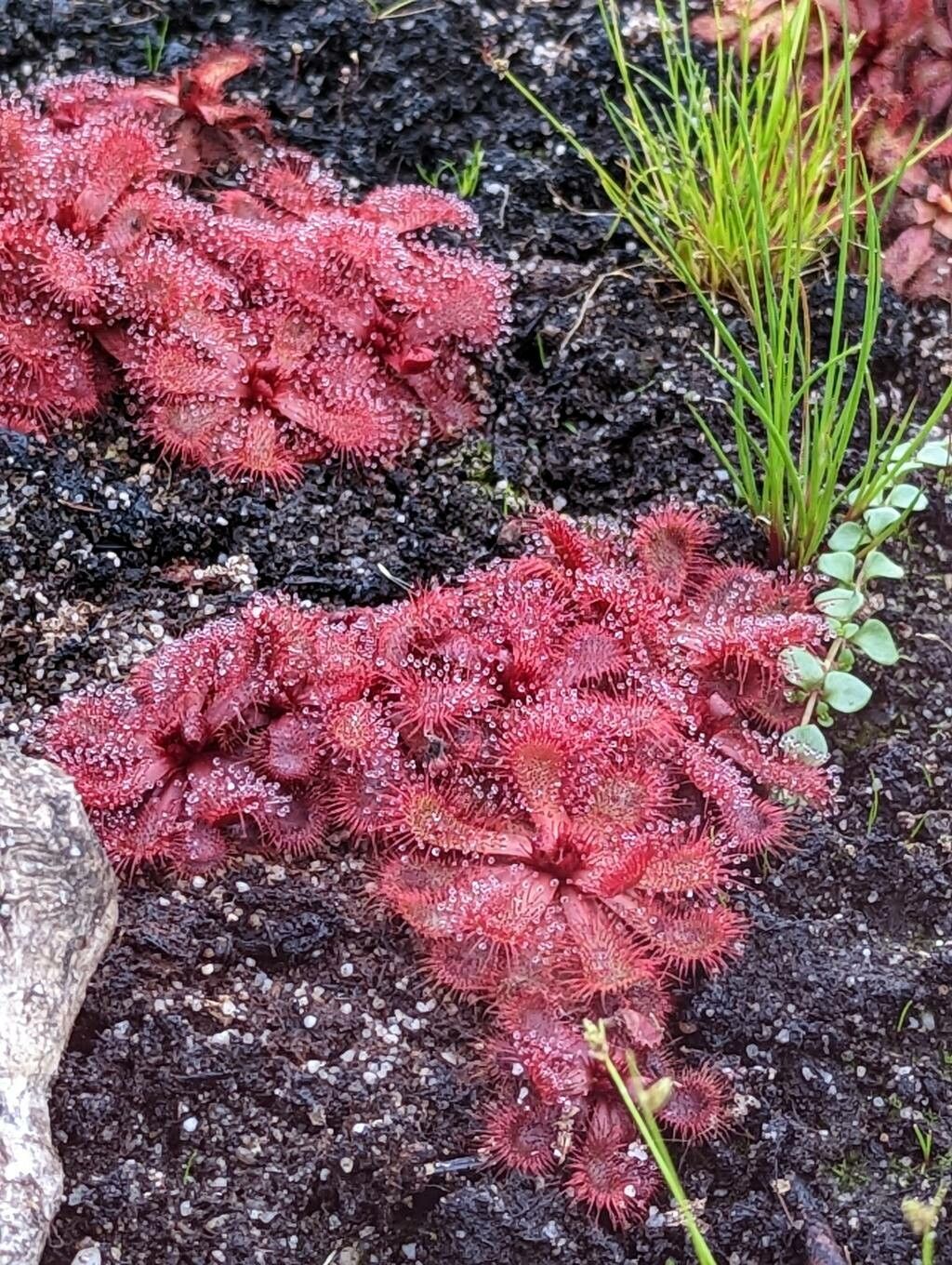 Drosera slackii leaf