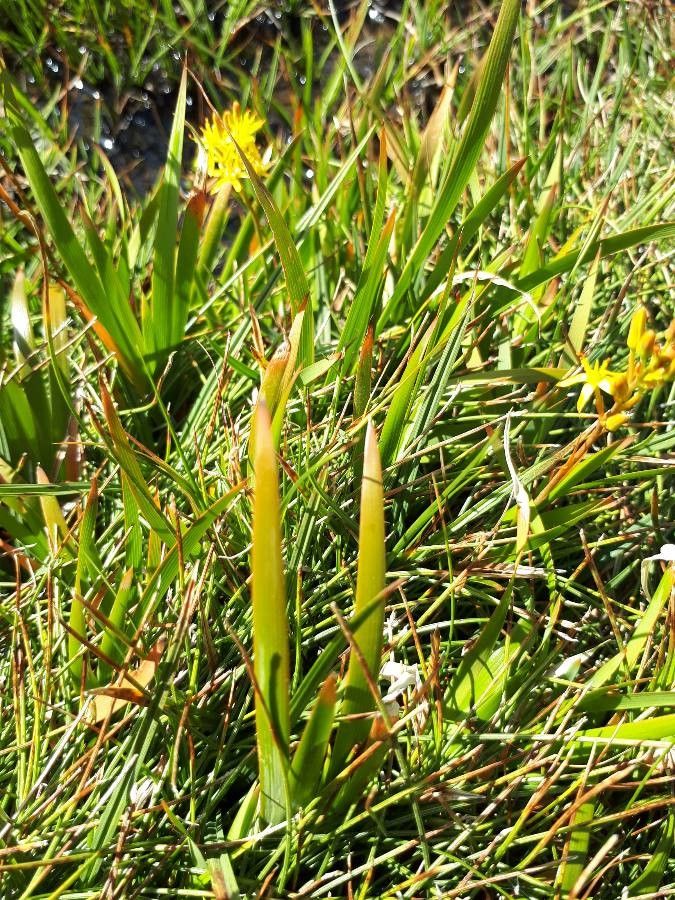Narthecium reverchonii leaf