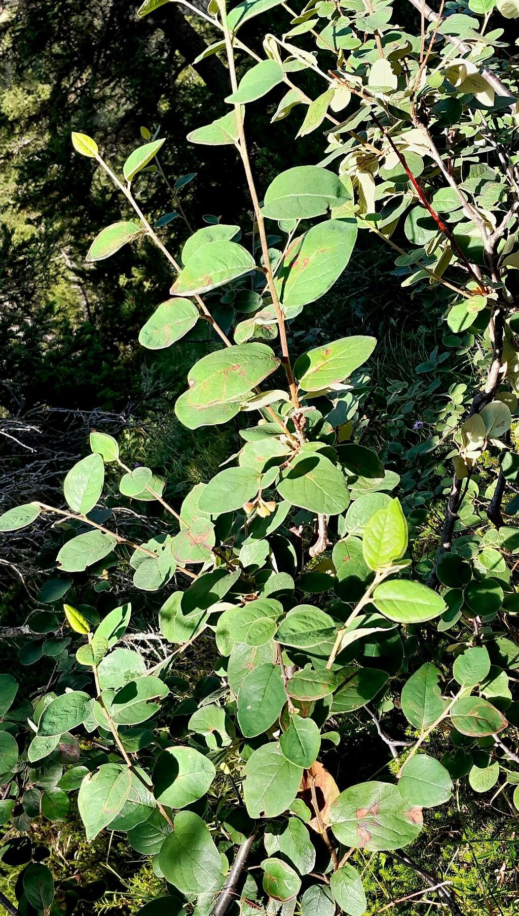 Cotoneaster tomentosus leaf
