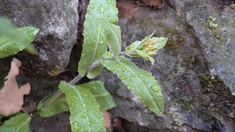 Pseudoturritis turrita — search result for 'Algeria'