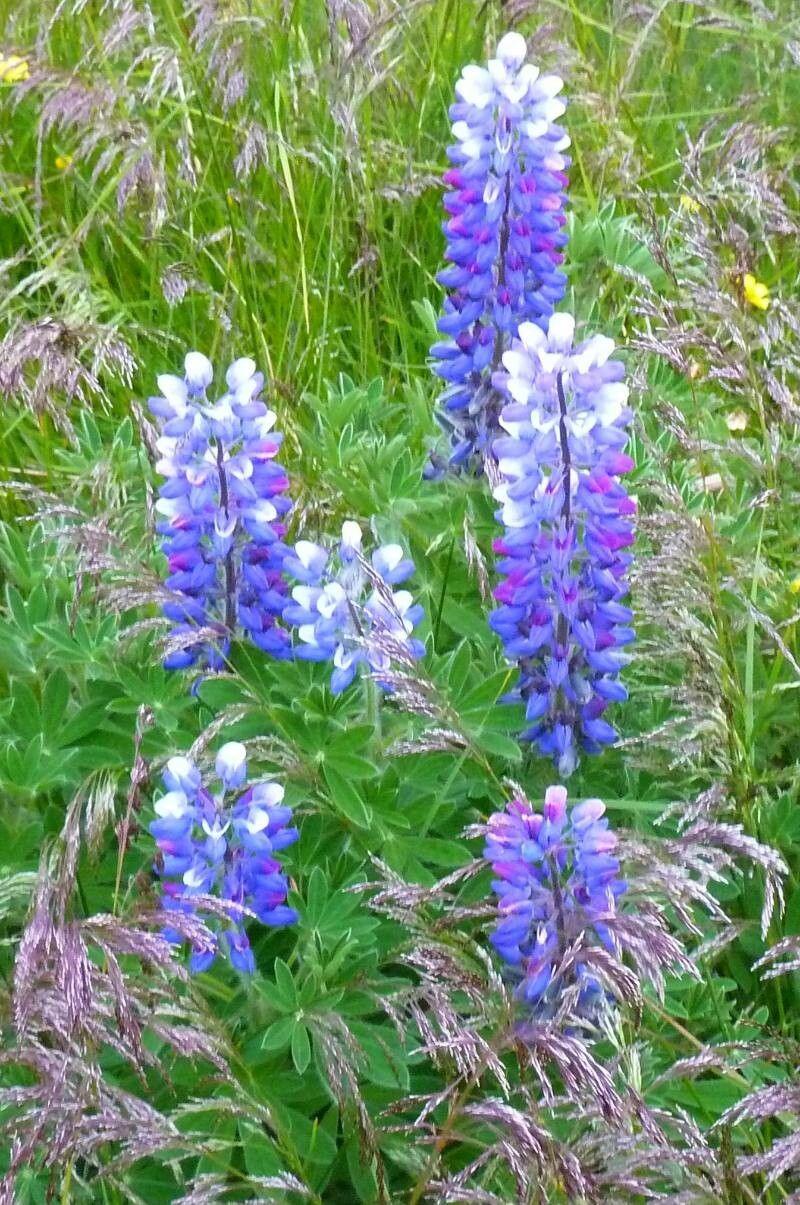 Lupinus nootkatensis flower