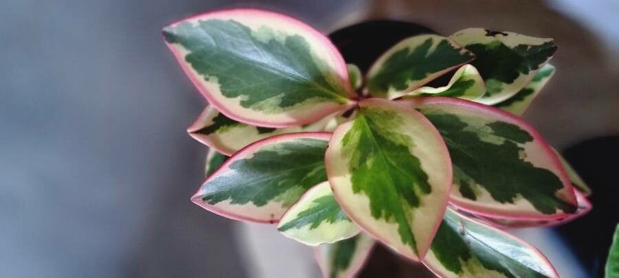 Peperomia tricolor flower