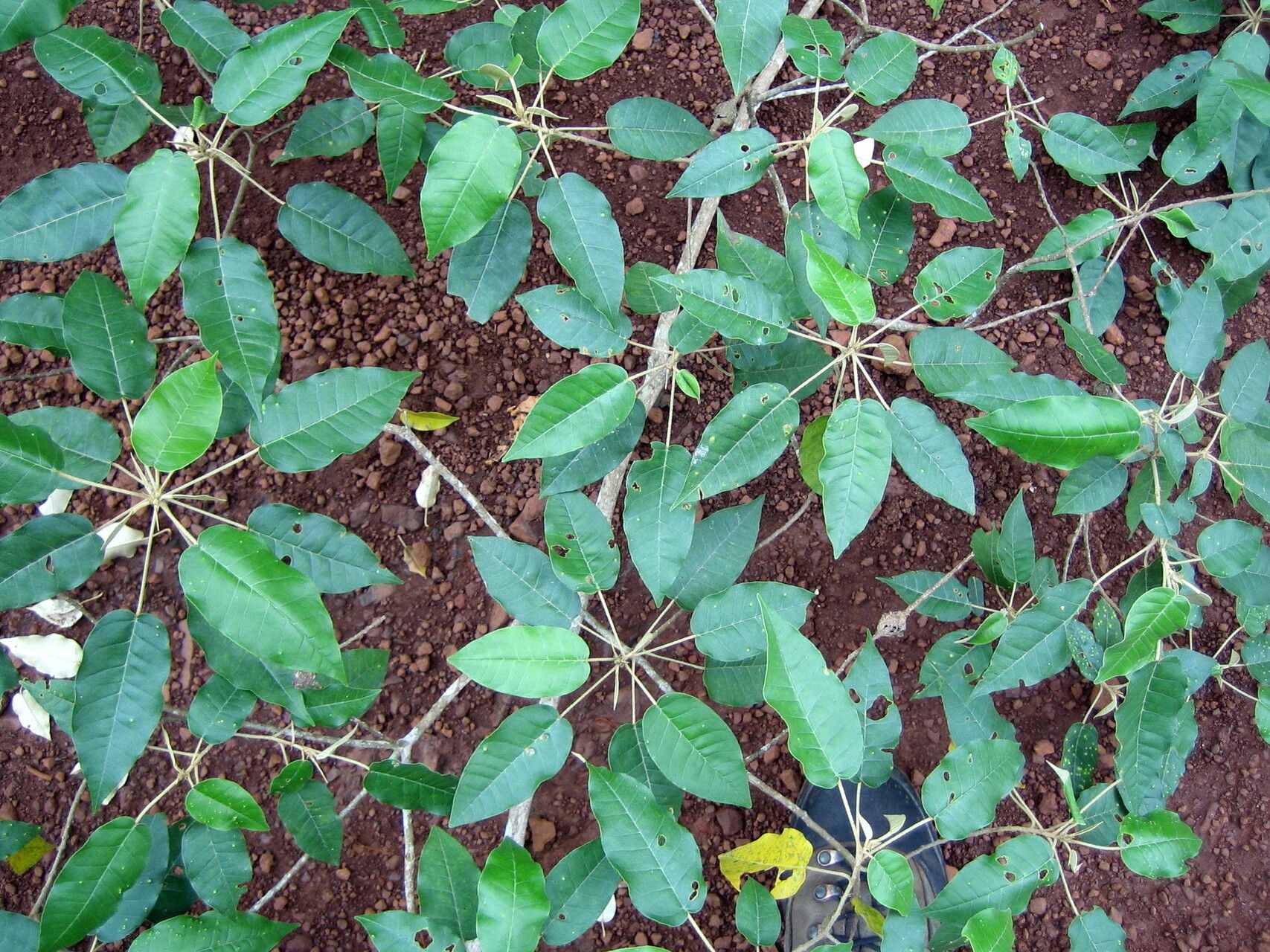 Croton aubrevillei habit