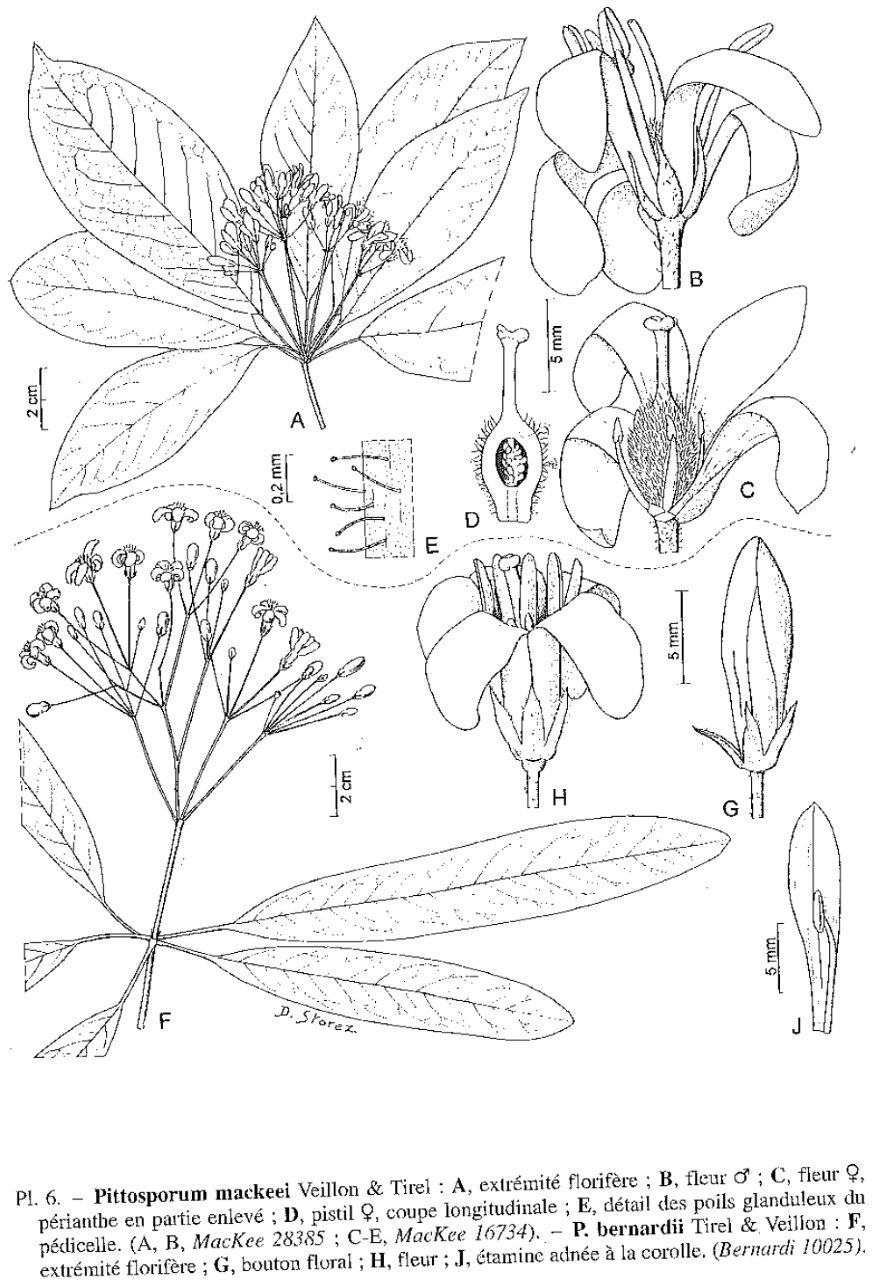 Pittosporum bernardii — search result for 'Pittosporum'