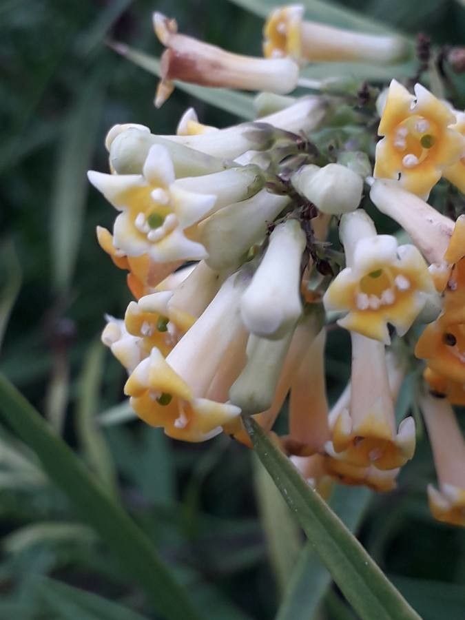 Freylinia lanceolata flower