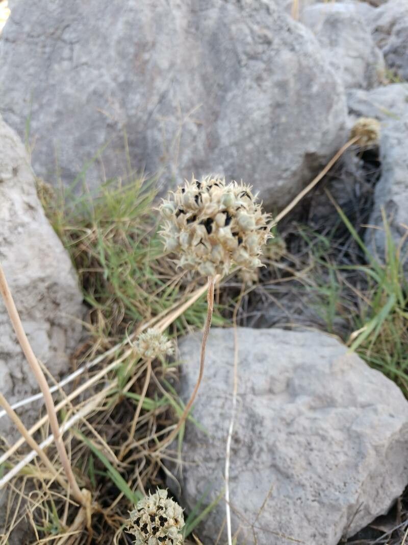 Allium acutiflorum fruit