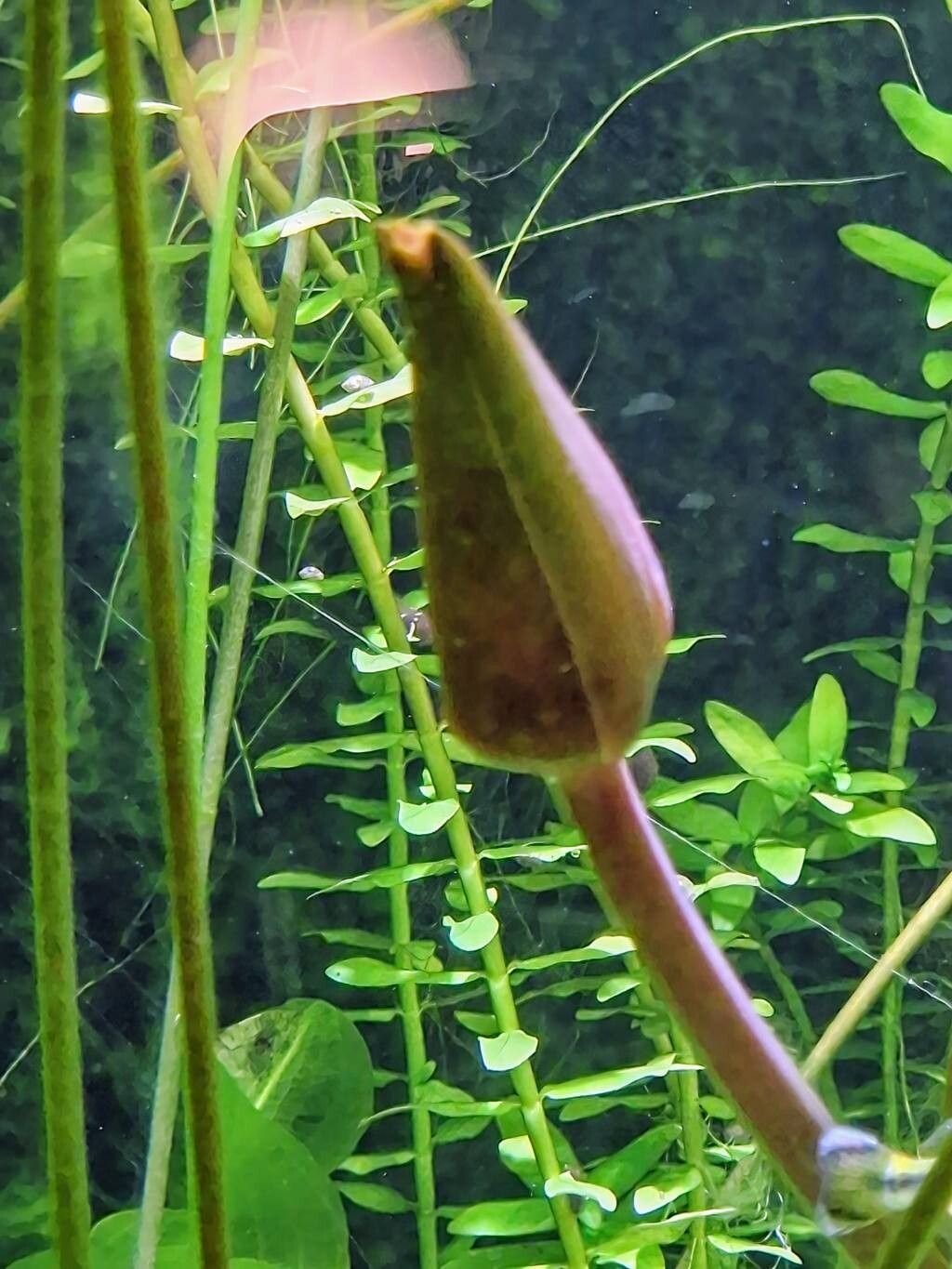 Nymphaea rudgeana flower